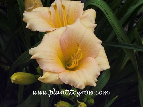 Daylily Mini Pearl
3